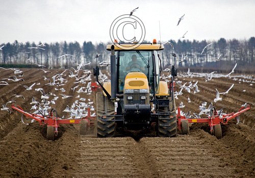 Gulls and Tractor 2 DM0042
